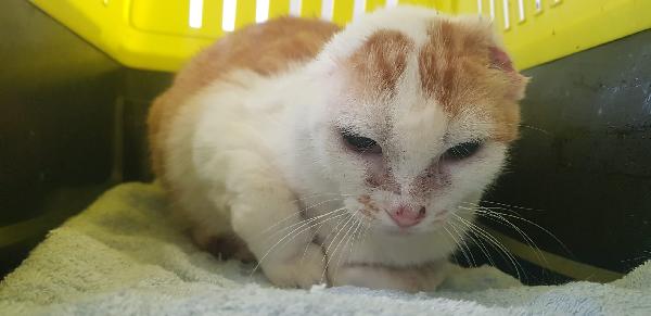 Angelina, adozione del cuore! Foto 7